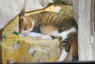 前の写真のサムネイル：窓際で日向ぼっこの猫